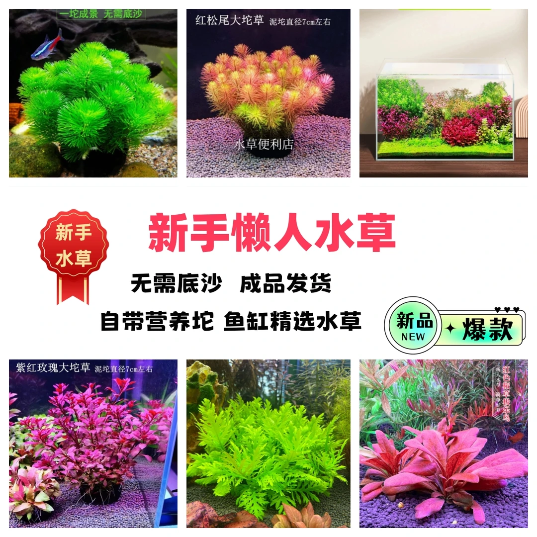 【新手懒人坨草】高品质水下叶阴性水草 鱼缸造景净化水质无需种植