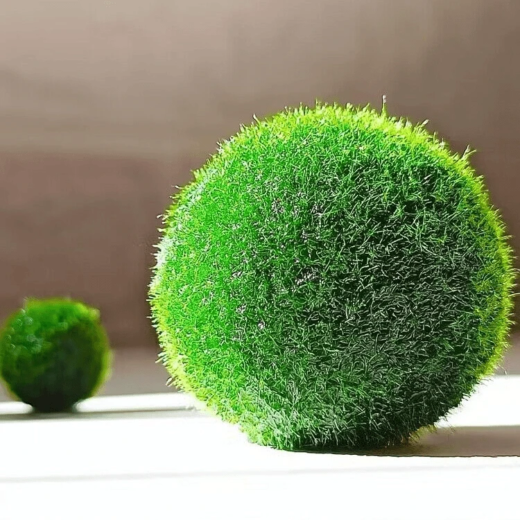 幸福海藻球阴性水草无需底沙 直接入缸