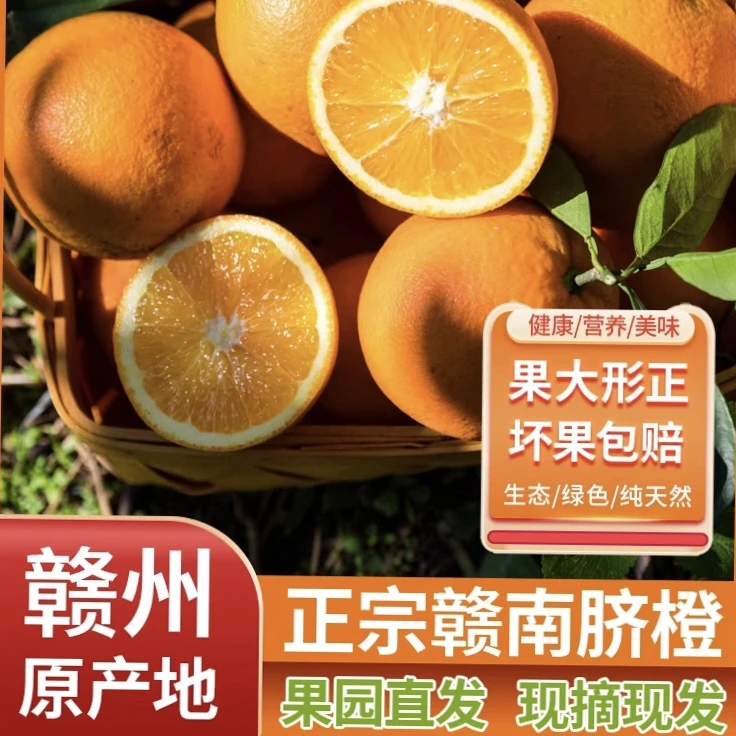 现摘现发正宗赣南脐橙当季水果赣州安远直发甜橙5斤10斤装包邮