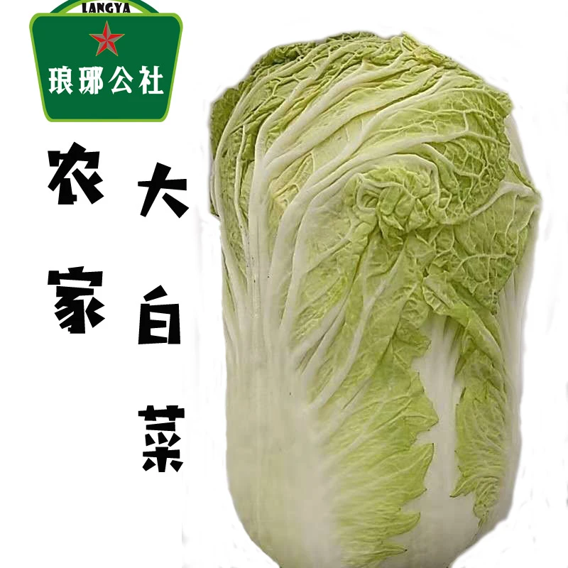 山东新鲜大白菜黄心4斤到5斤现挖临沂农家自种当季蔬菜腌菜厨房用