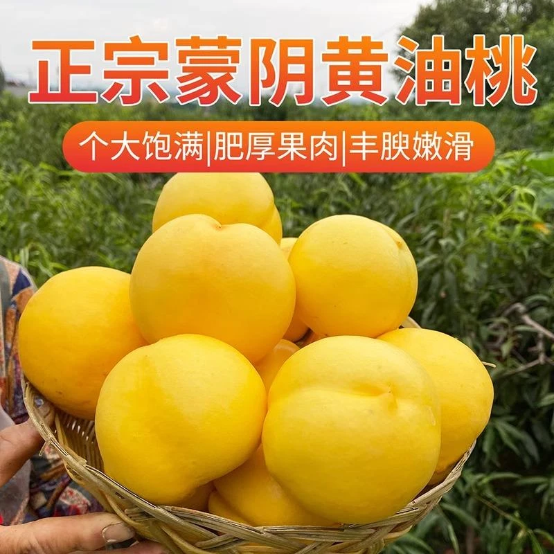 【现摘现发】正宗山东蒙阴油桃黄金油桃新鲜应季产地直发桃子黄桃a.