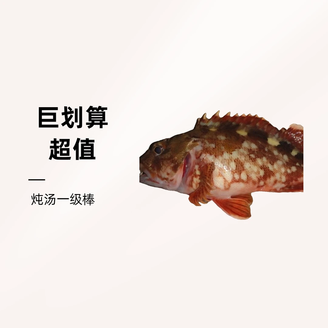广东汕尾马宫港野生海捕连网 石狗公(石头鱼)炖汤一级棒 冷链包邮