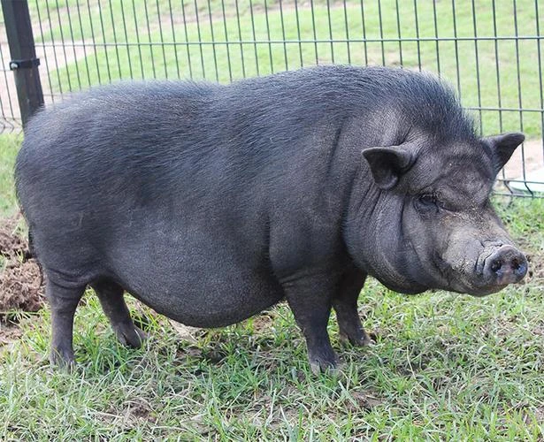 （顺丰空运包邮）农家熟食土猪肉质紧实Q弹