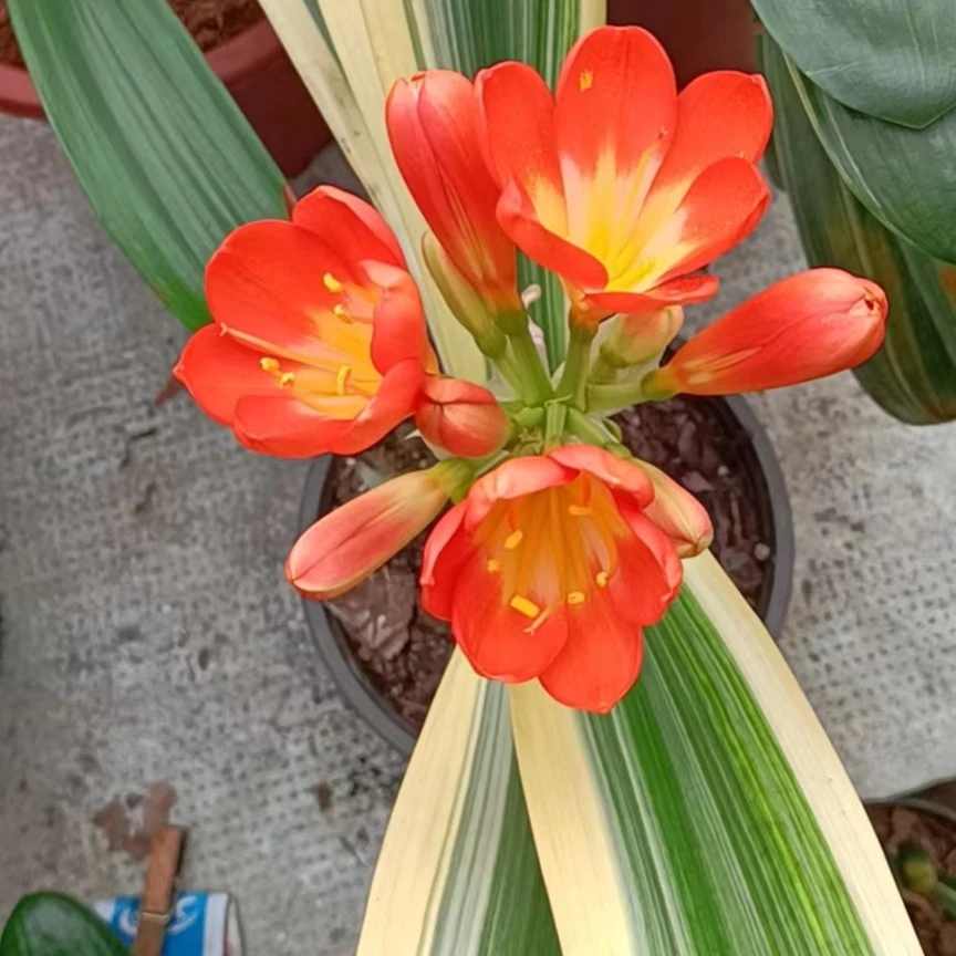 7号连接君子兰异花（以直播间为准）一物一拍