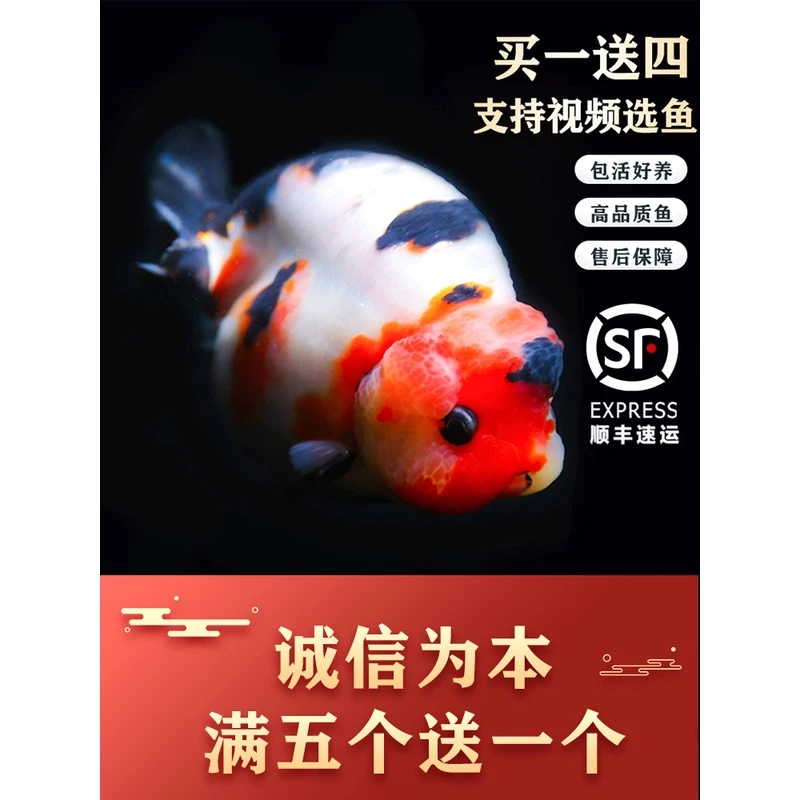 精品兰寿潘氏金鱼活体好养奶牛国粹观赏鱼包活包邮鱼苗活鱼冷水淡