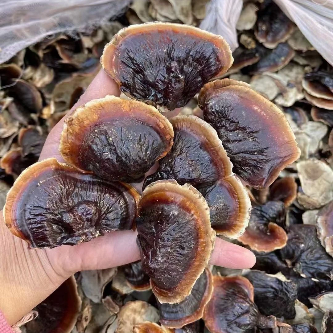 金边小灵芝250g+250g