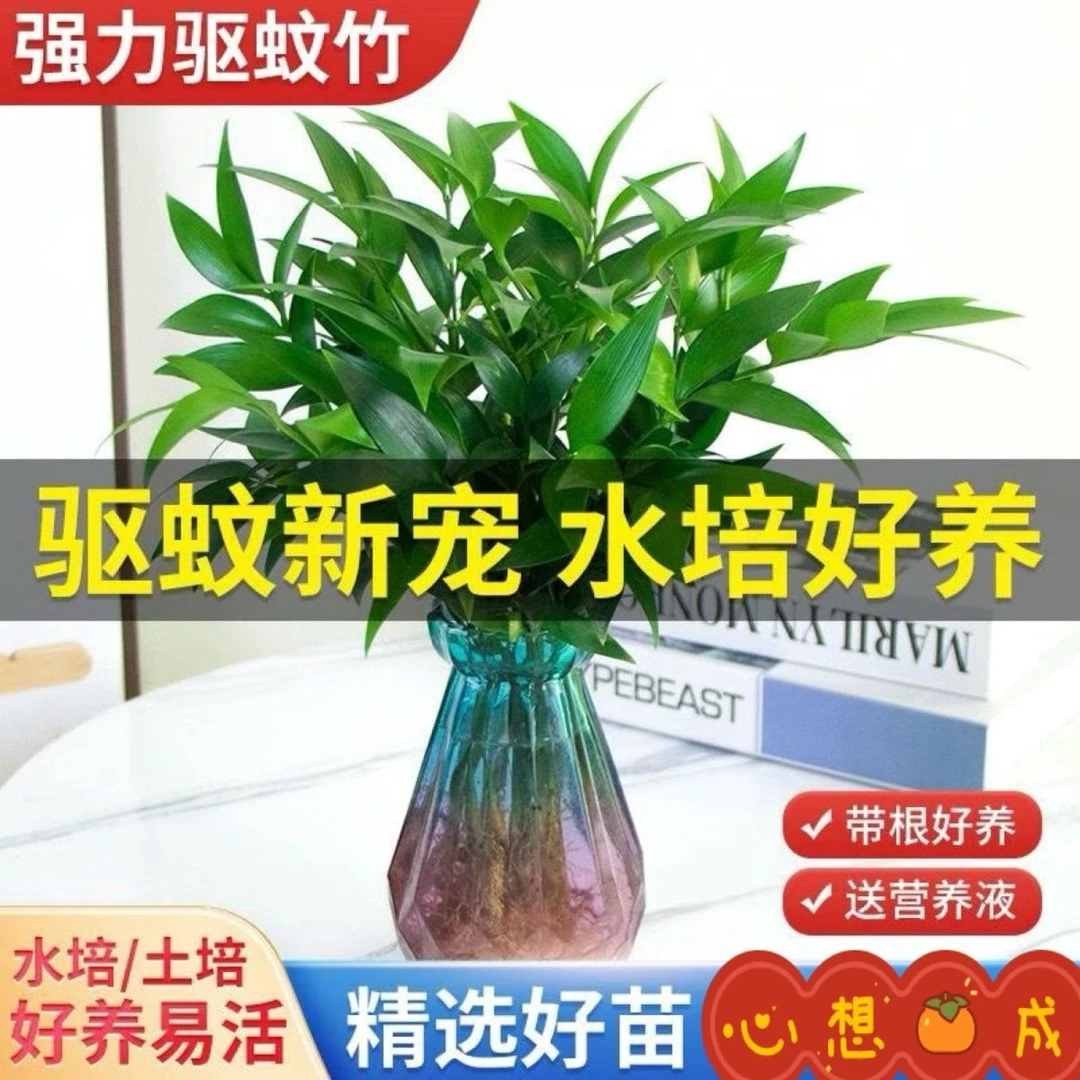 水培驱蚊竹柏防蚊植物绿水培植物水养植办公室内客厅好养驱蚊植物