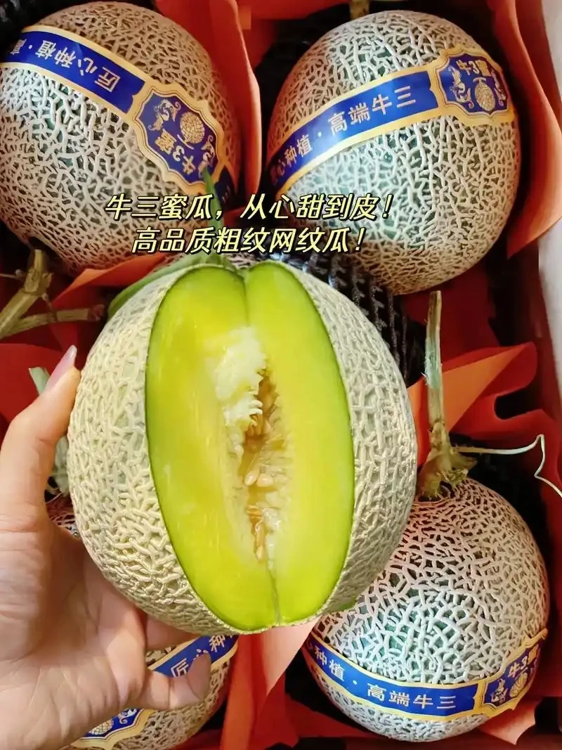 玫陇蜜瓜 网纹瓜