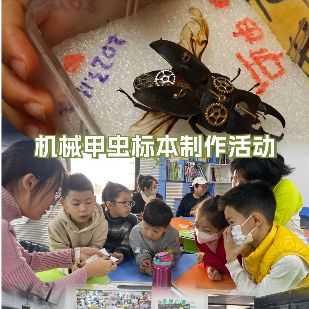 机械甲虫手工制作活动