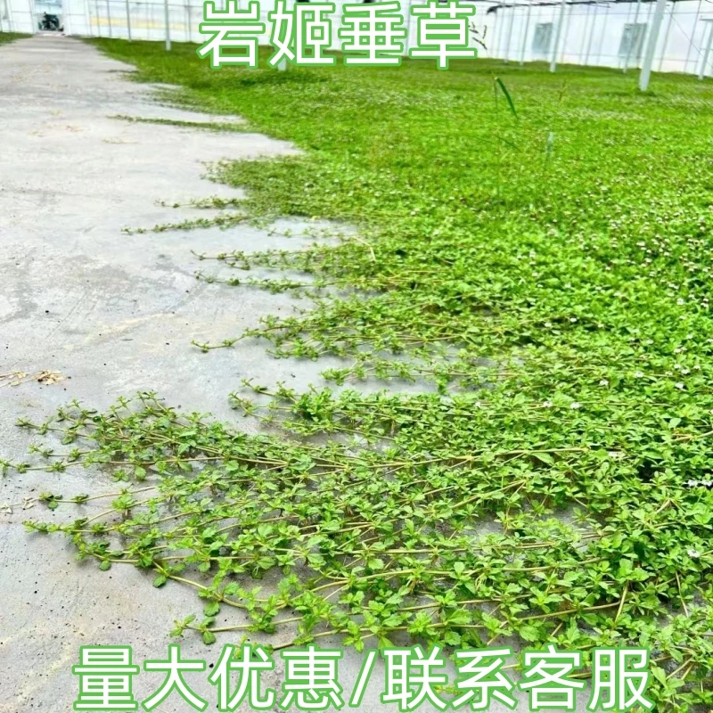 方盘姬岩垂草中华景天金莎蔓过路黄佛甲草翠云草爱尔兰珍珠草绿植