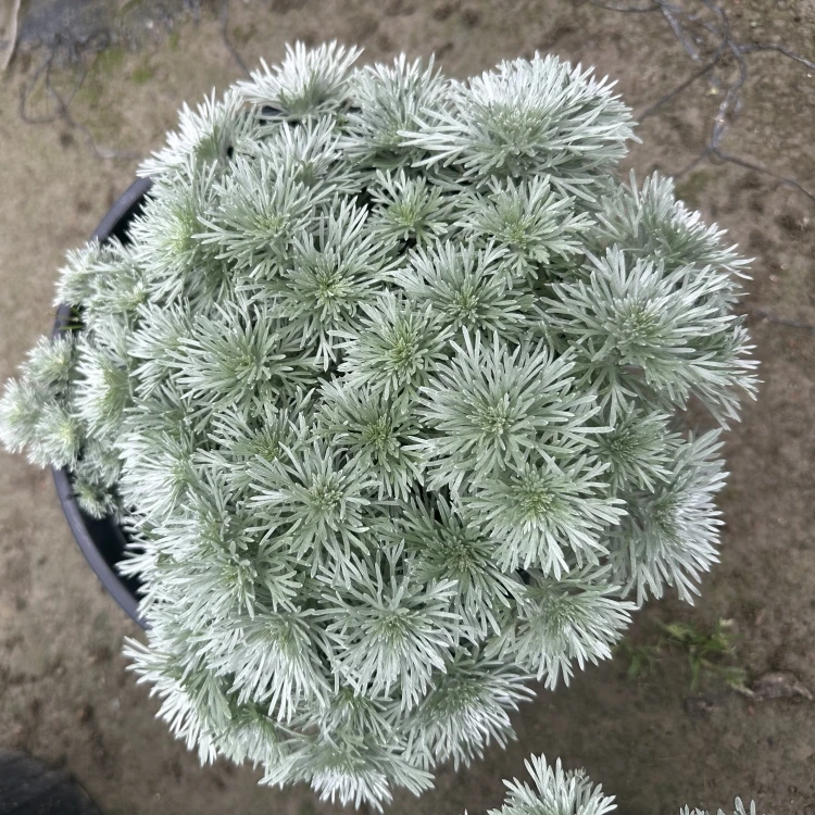 正宗朝雾草盆栽超好苗情花镜植物银蒿银叶草芳香多年生耐寒耐热