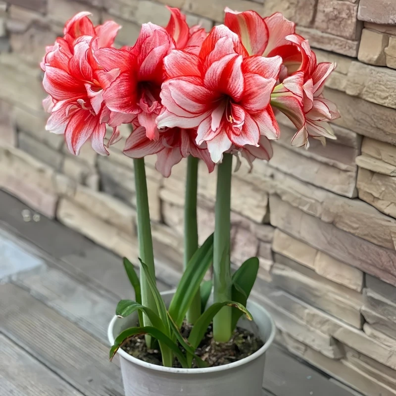 【好养易活】荷兰进口重瓣朱顶红种球多年生球根植物绿植花卉盆栽