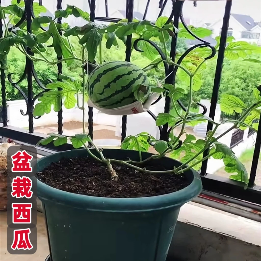 西瓜苗秧盆栽容易庭院嫁接苗四季种植早春红玉早佳冠8424懒汉瓜苗