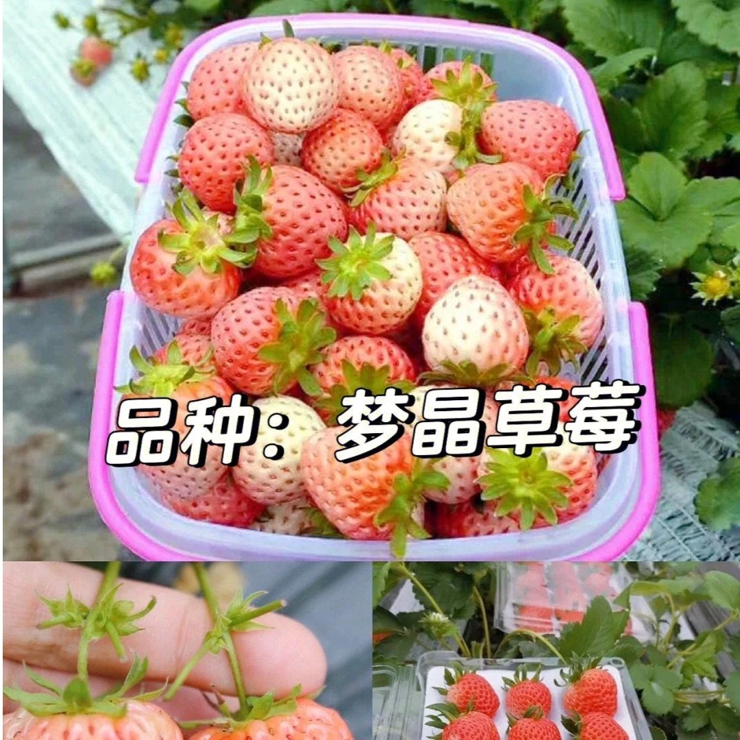梦晶草莓苗穴盘苗冰激凌口味优质草莓苗高产抗病南北方盆栽地栽