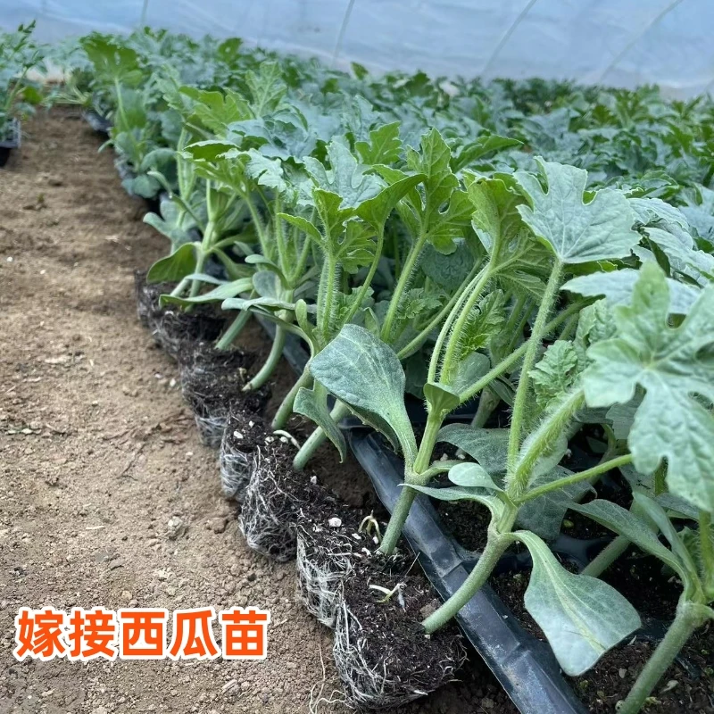 8424麒麟瓜嫁接基地苗早熟南方大棚春季种植育苗基地苗秧盆栽种植