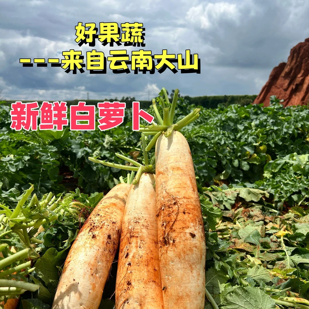 【现拔现发带土】云南农家高山露天山地新鲜白萝卜脆甜多汁入口丝滑