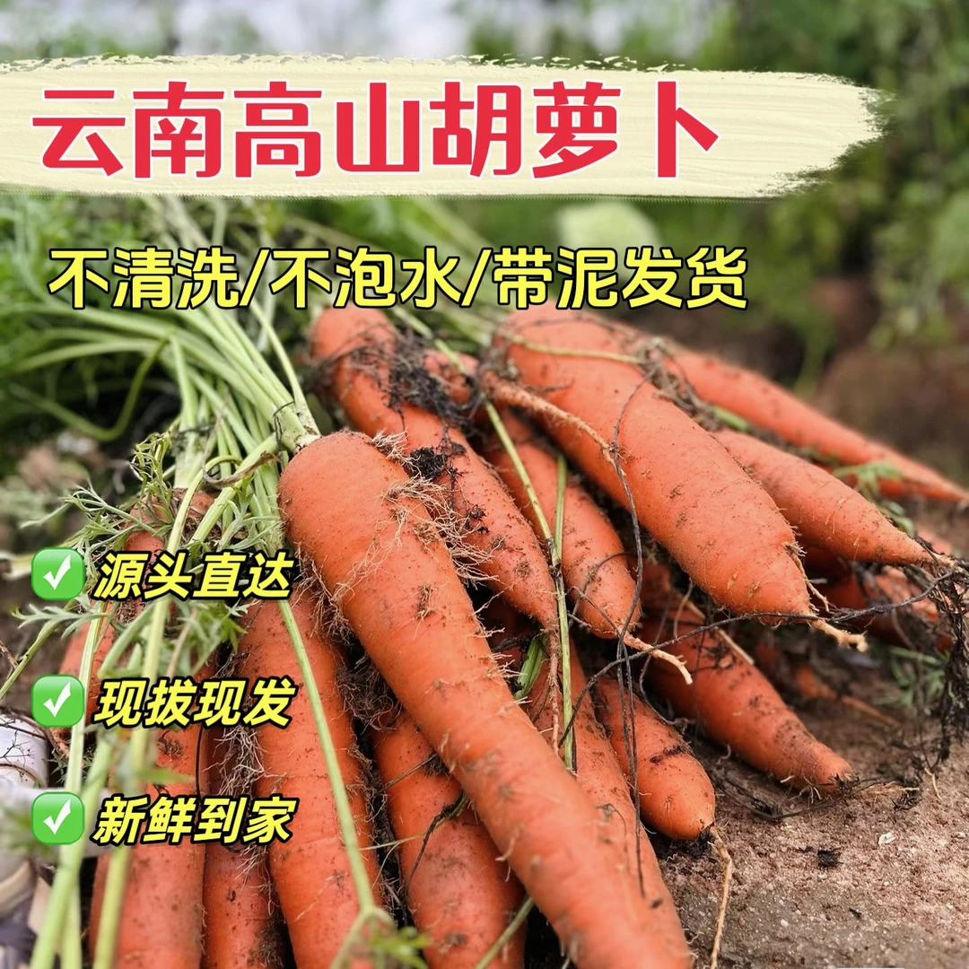 云南农家自种露天高山新鲜胡萝卜脆甜多汁营养丰富现拔现发带泥