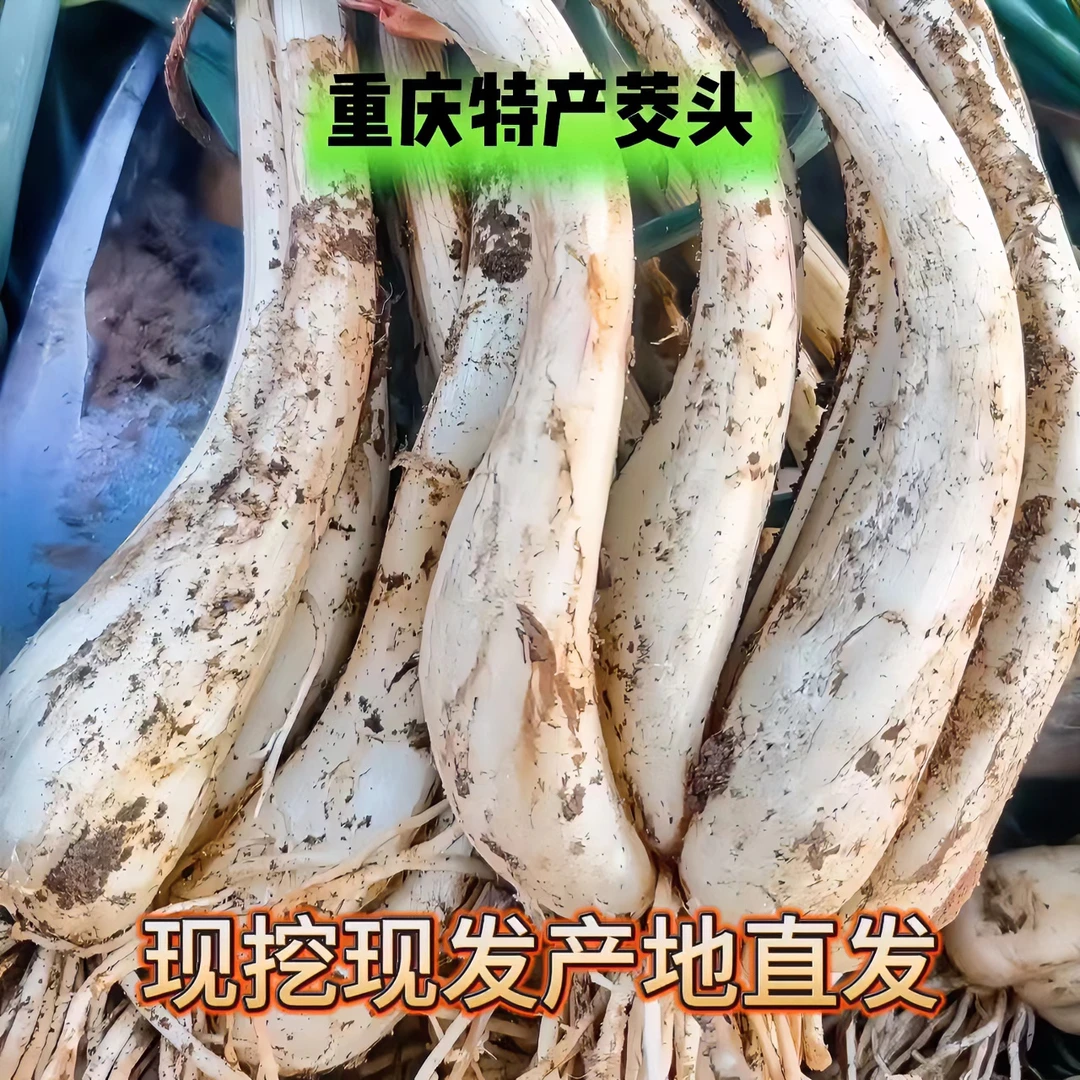 重庆自种藠头荞头新鲜蔬菜现挖现发农家藠头凉拌菜下饭菜种植源头