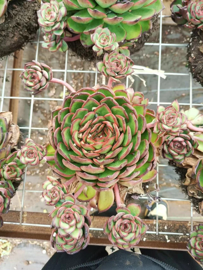 植语园艺精品多肉 保利安娜