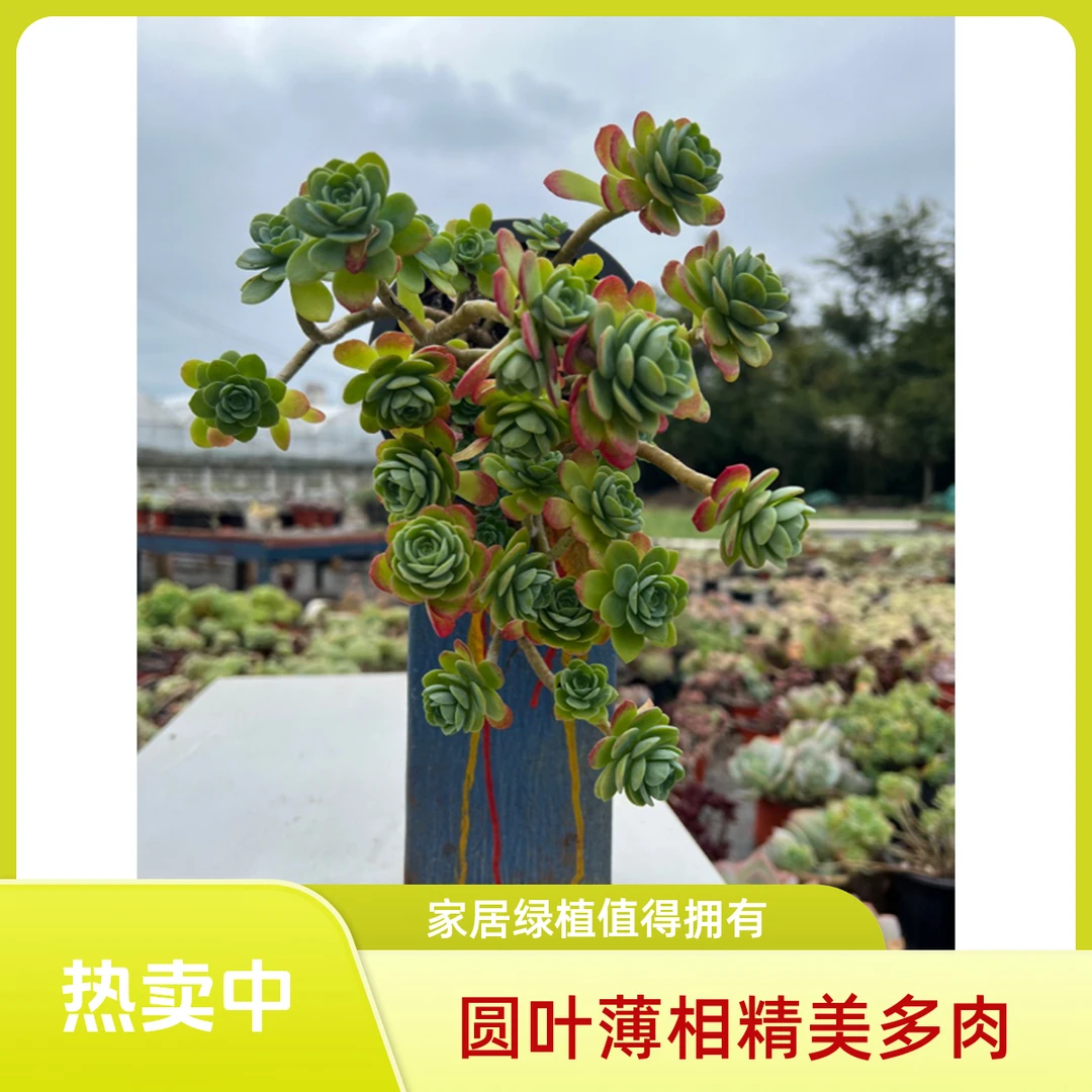 精控多肉 圆叶薄化妆