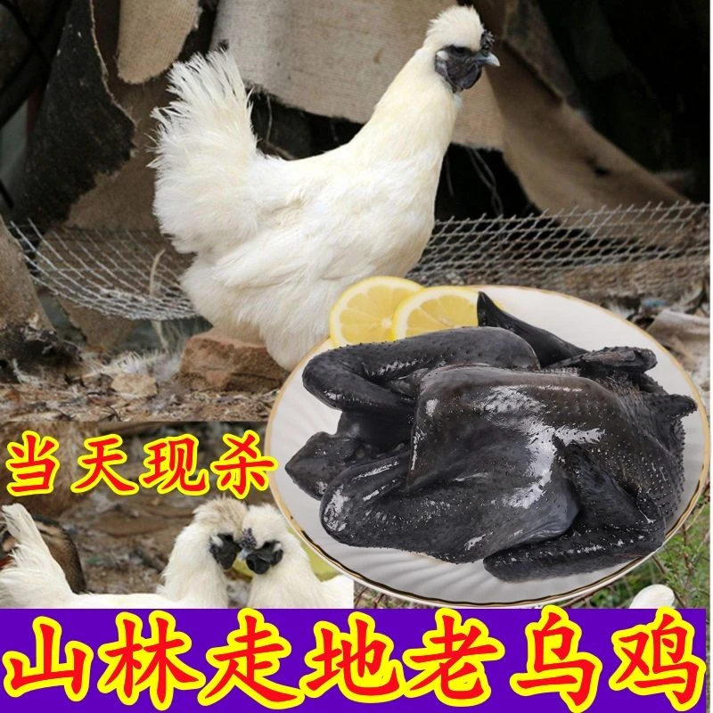 发2只散养乌鸡活鸡 现杀土鸡散养农村农家整鸡生鲜乌骨鸡老母鸡肉