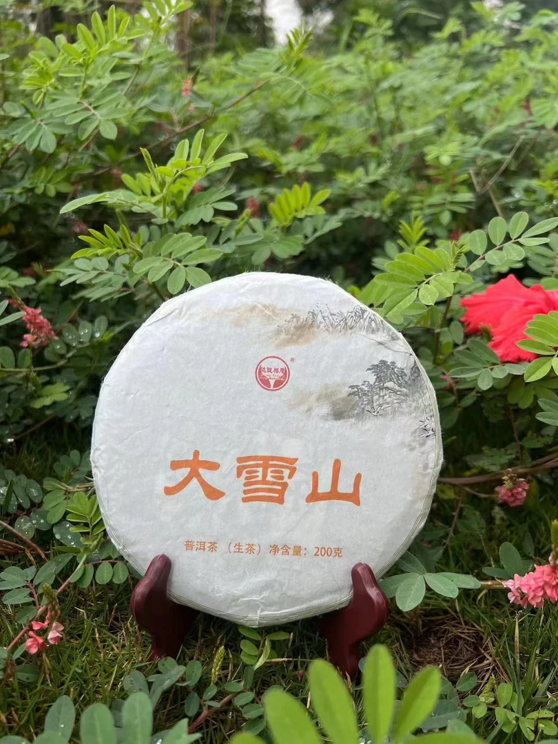 云南普洱茶2023年大雪山200克饼