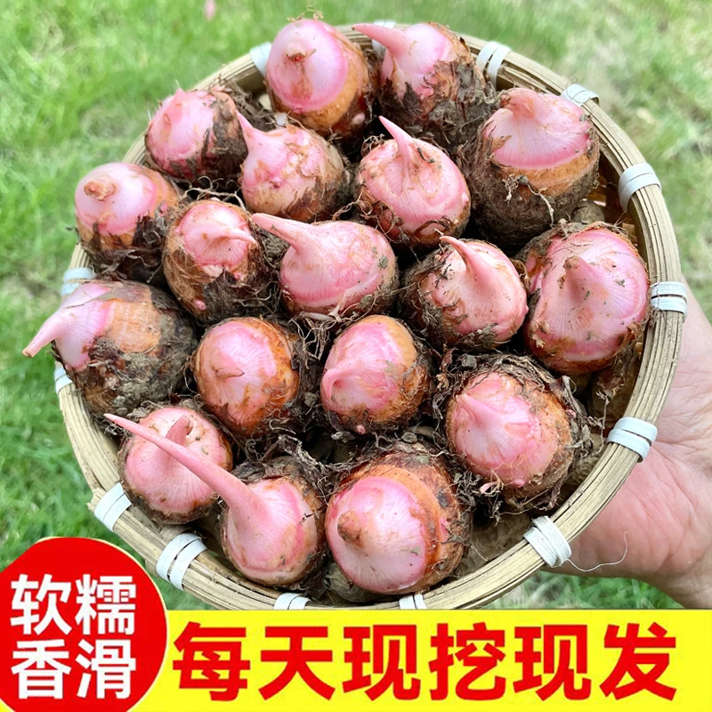 现挖红芽芋头红芋头新鲜山东牛奶芋湖南广西荔浦小芋头香糯毛芋头