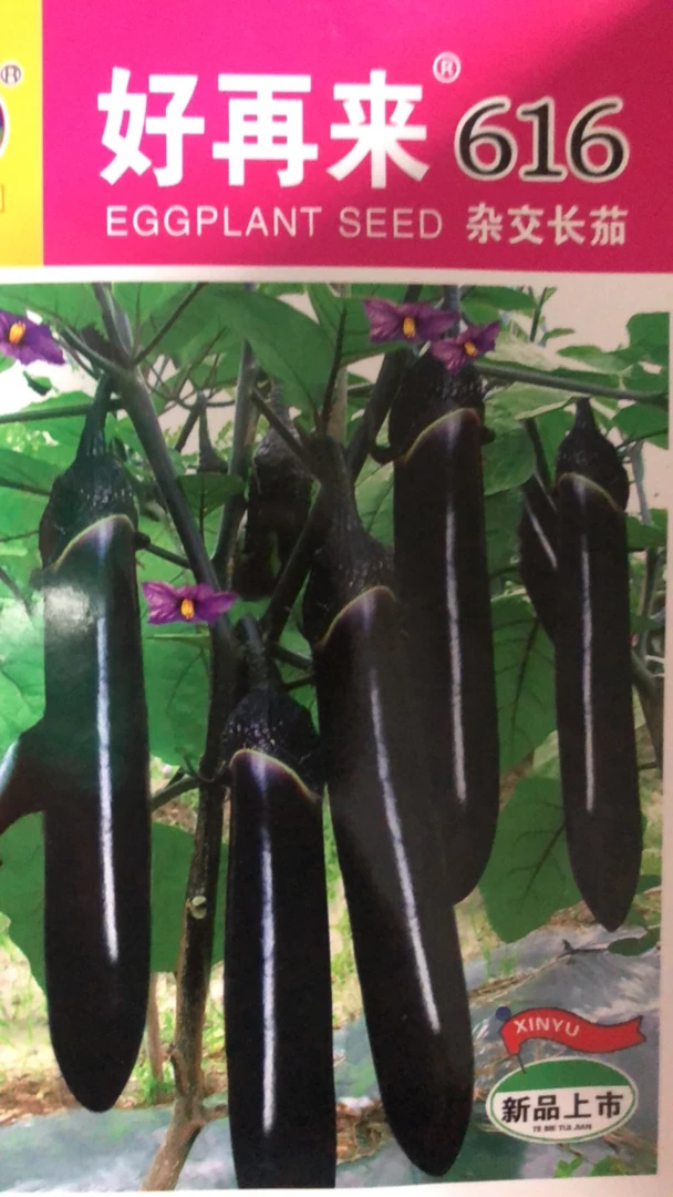 好再来616长茄种子