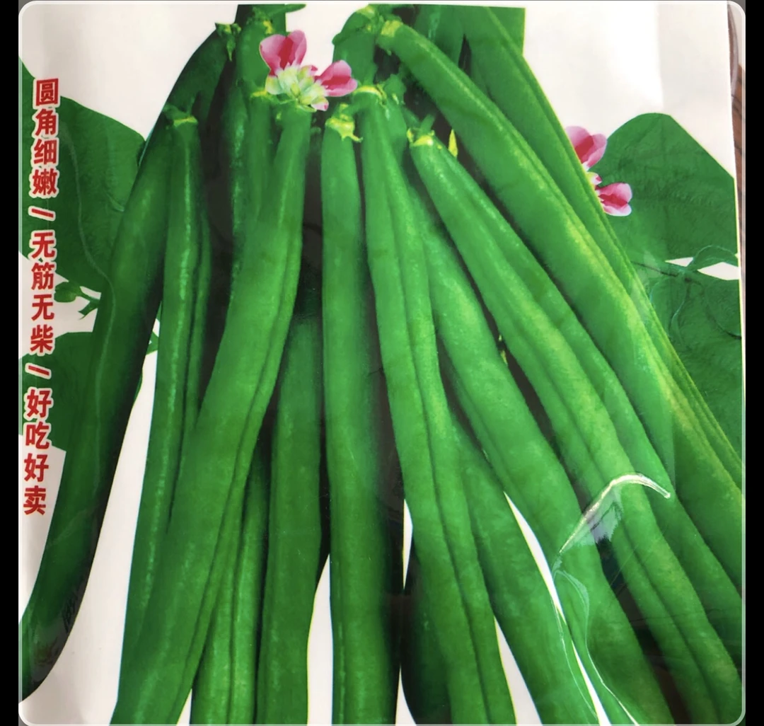 新西兰地豆豆角种子