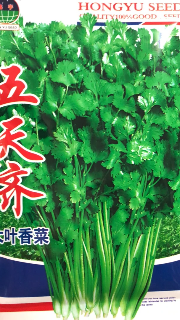 五天齐大叶香菜种子