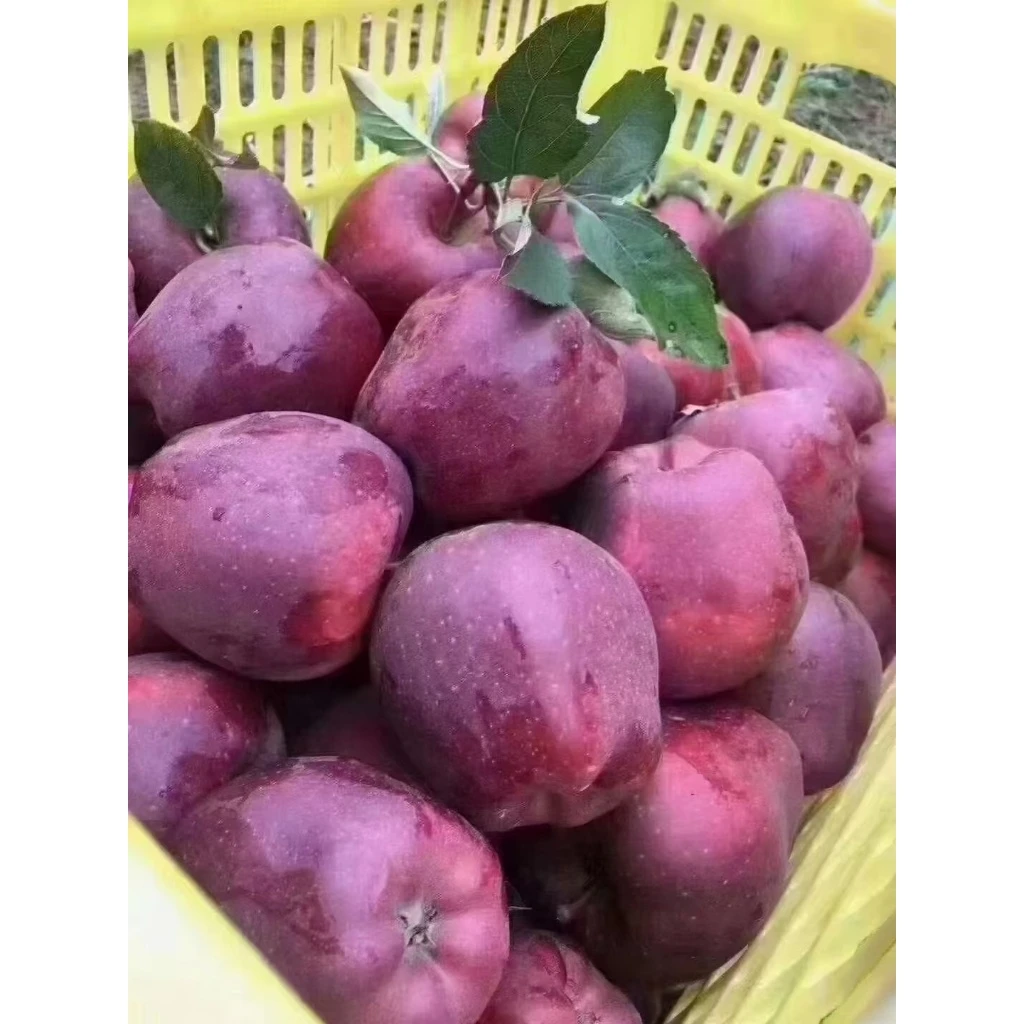 带箱5斤甘肃天水特产花牛苹果产地直发新鲜采摘