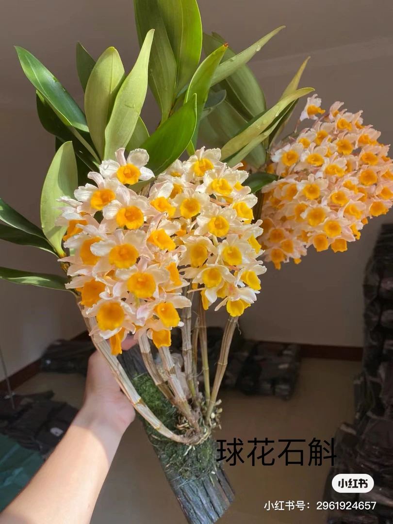 一物一拍不同种类石斛（新疆、内蒙古、西藏等不包邮）