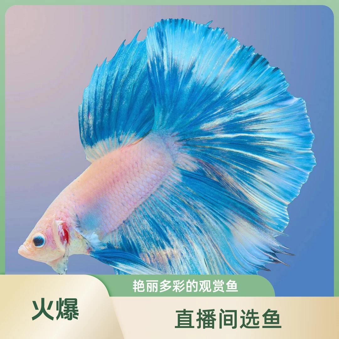 271-300直播间选鱼款精选泰国斗鱼小型观赏鱼