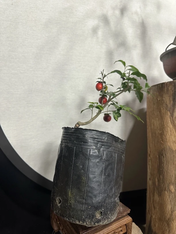 金弹子逸源红嫁接苗随机发