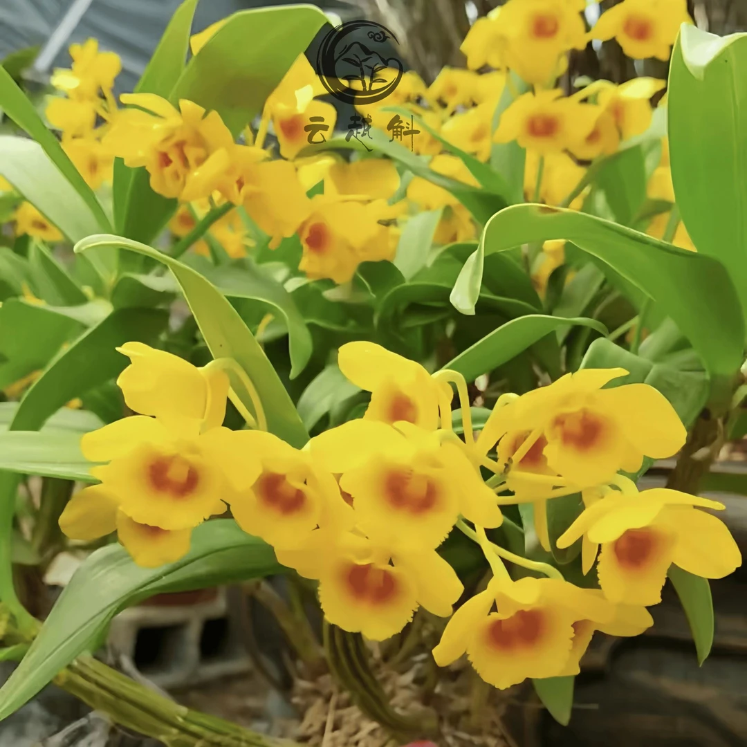 直播专用一物一拍-石斛花卉石斛兰桃金娘桃金娘大王兰花盆栽