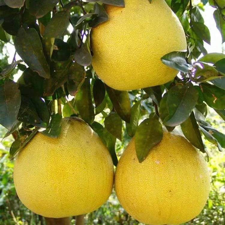 【安农一号香柚树苗】庭院栽种对版苗