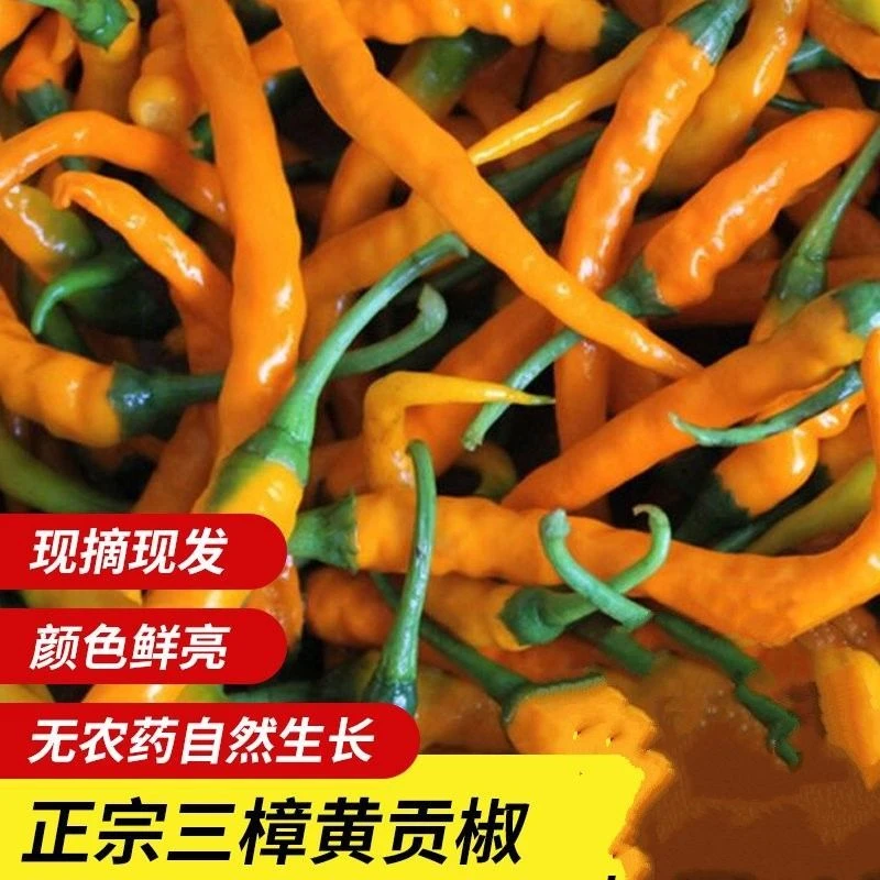 湖南衡东三樟鲜辣椒黄贡椒原产地直供新鲜黄辣子现摘现发现货包邮
