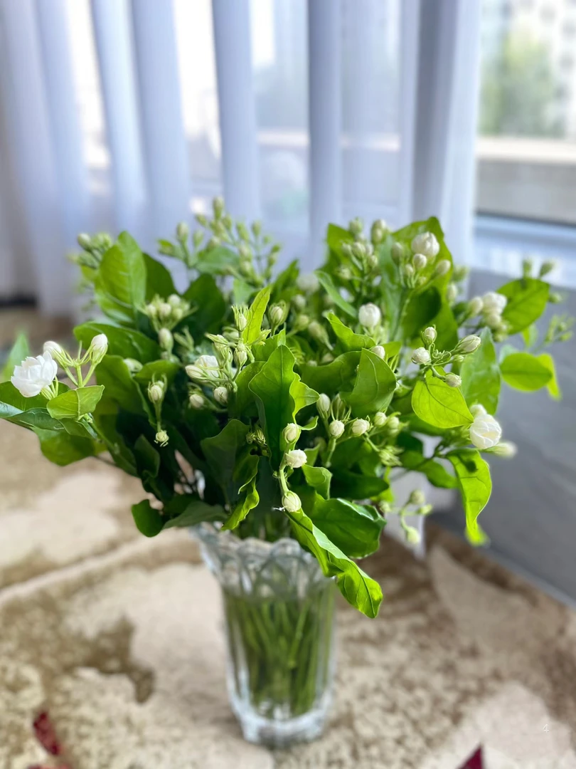 【新疆鲜花】茉莉  ➕营养液