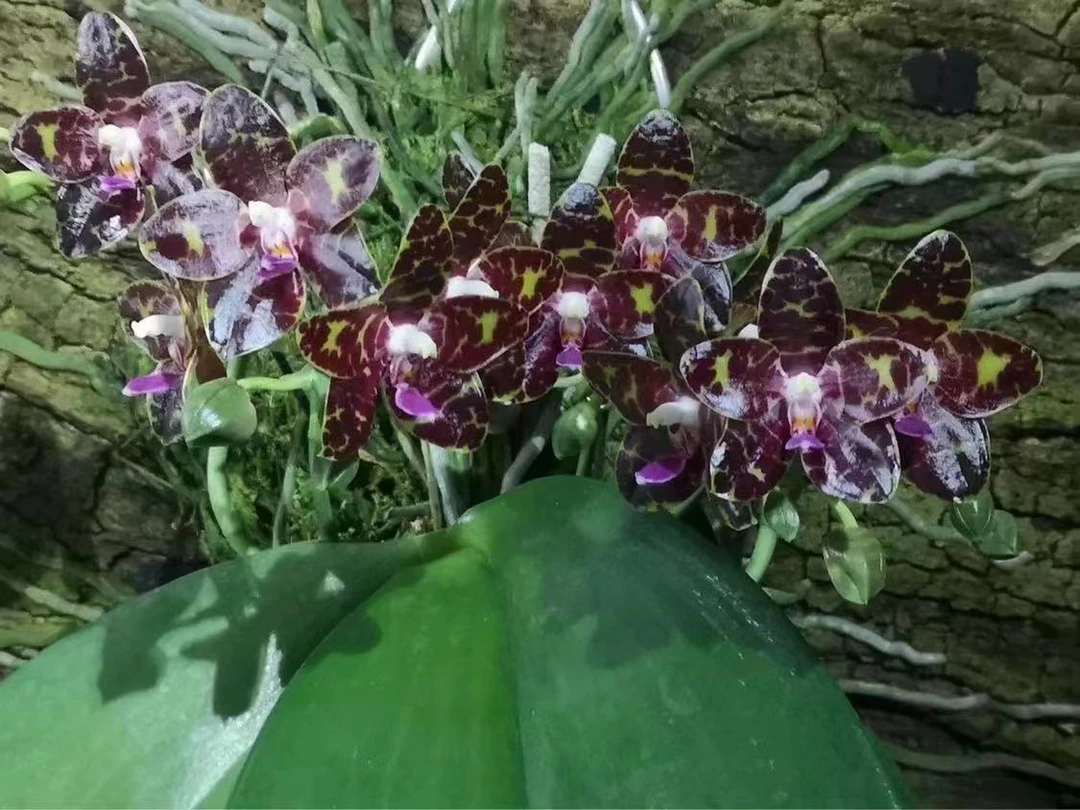 花农杰哥原生种趣味珍奇蝴蝶兰花盆栽绿植BT90404 櫻桃象騎士