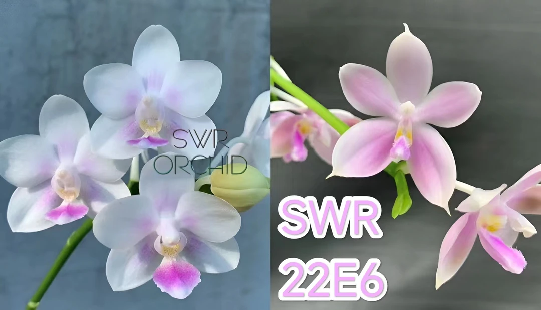 花农杰哥原生种蝴蝶兰花趣味珍奇类室内新品SWR22E6