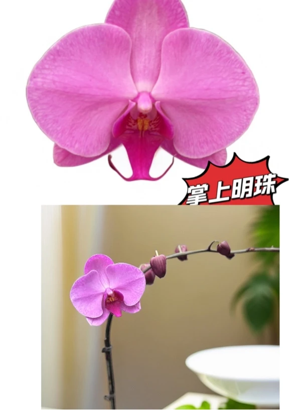 （掌上明珠）3.0杯蝴蝶兰/花苞/开花株