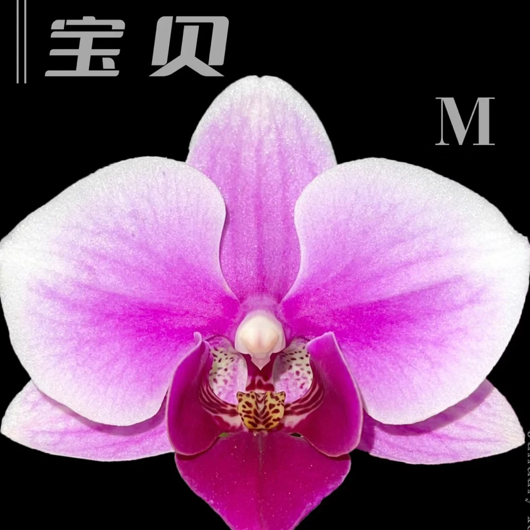 （宝贝）2.8杯蝴蝶兰/花苞/开花株