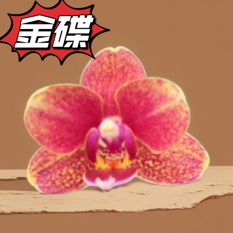 （金碟）2.8杯蝴蝶兰/花苞/开花株