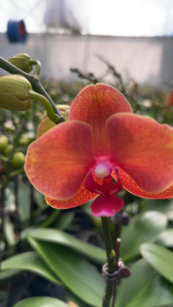 蝴蝶兰/2.8（金桔2）花苞 开花株