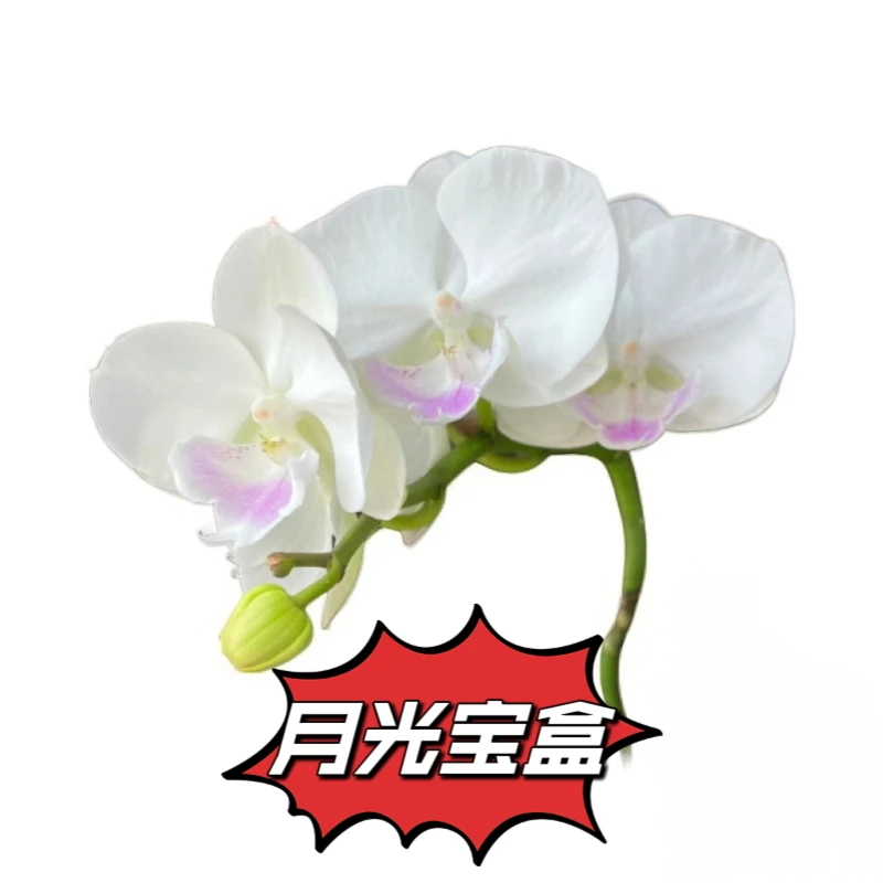 (月光宝盒)3.0杯蝴蝶兰花苞株