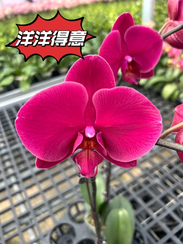 蝴蝶兰3.0（洋洋得意）花苞/开花株