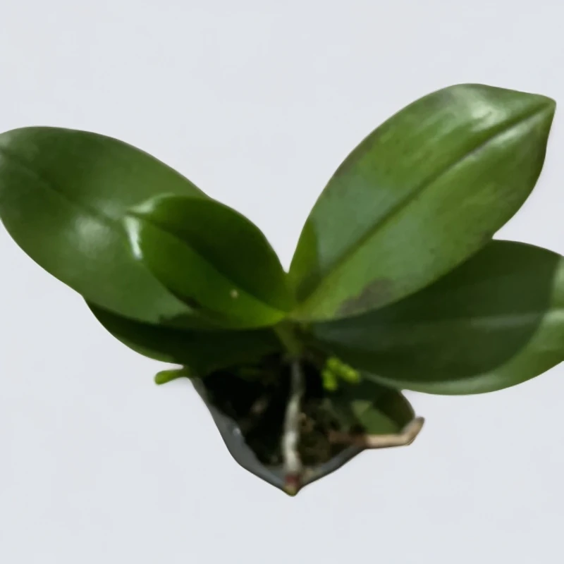 2.8杯蝴蝶兰开花株