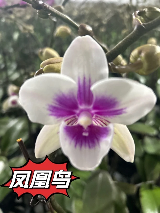 蝴蝶兰2.8怀（凤凰鸟）花苞开花株