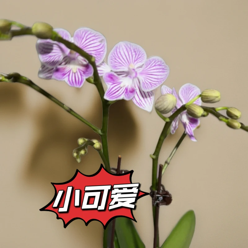 蝴蝶兰/2.8（小司爱）开花株