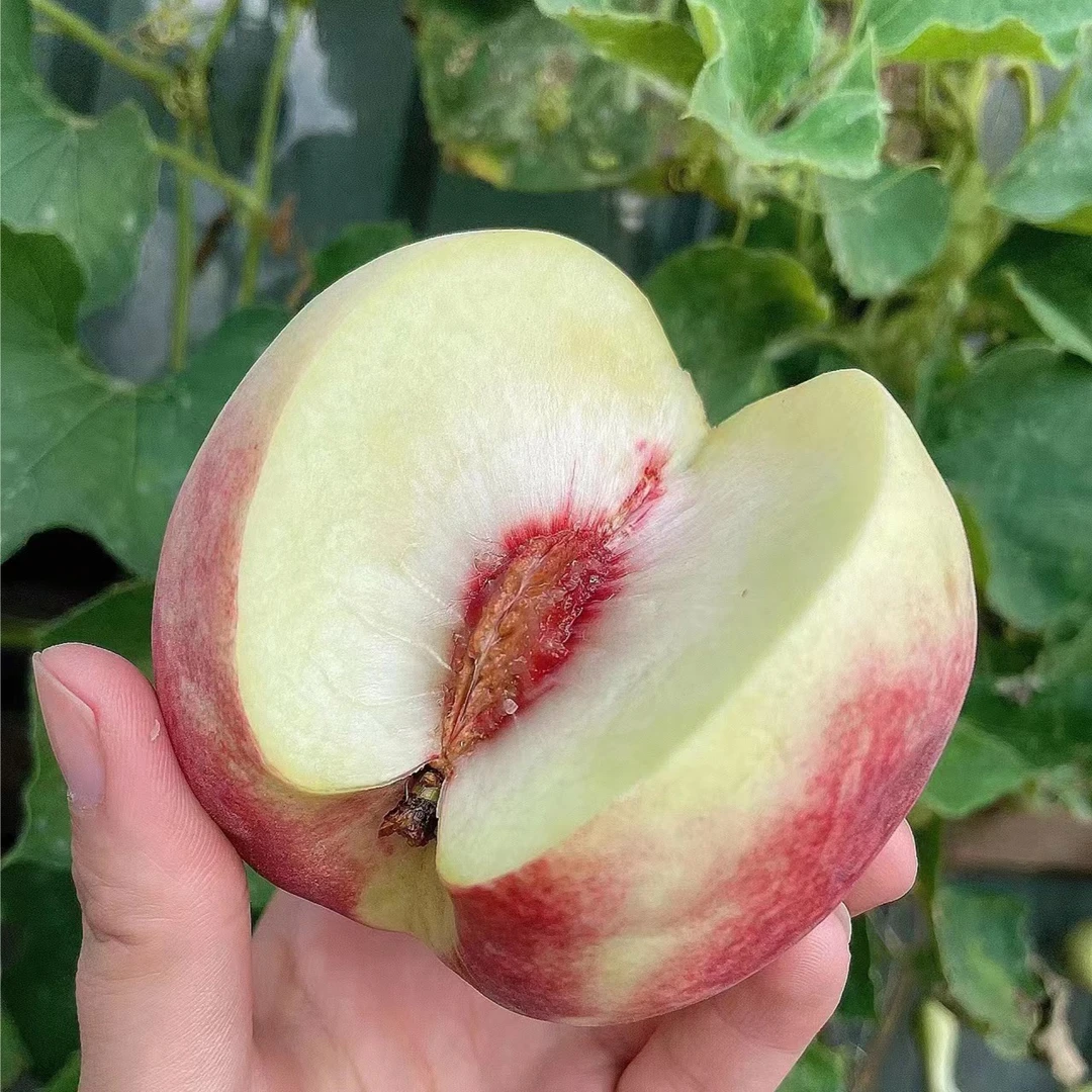 【陈灵岳甄选】超甜金秋蜜桃脆甜多汁一份 净重约4斤
